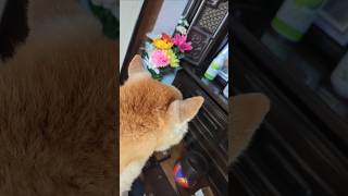 今朝のゴン　 #shiba #柴犬