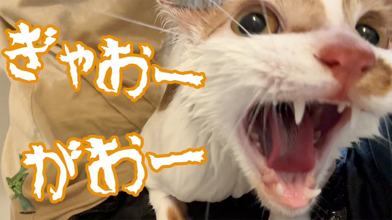 怪獣のように鳴き叫びながら頑張る猫のシャンプーがこちら…！