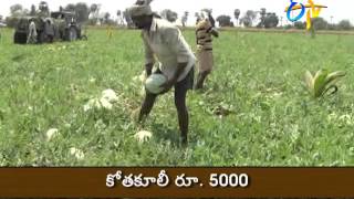 Good yields watermelon cultivation by WestGodavari farmer