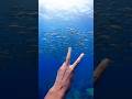 #freediving #okinawatrip #スキンダイビング #沖縄観光 #ギンガメアジ