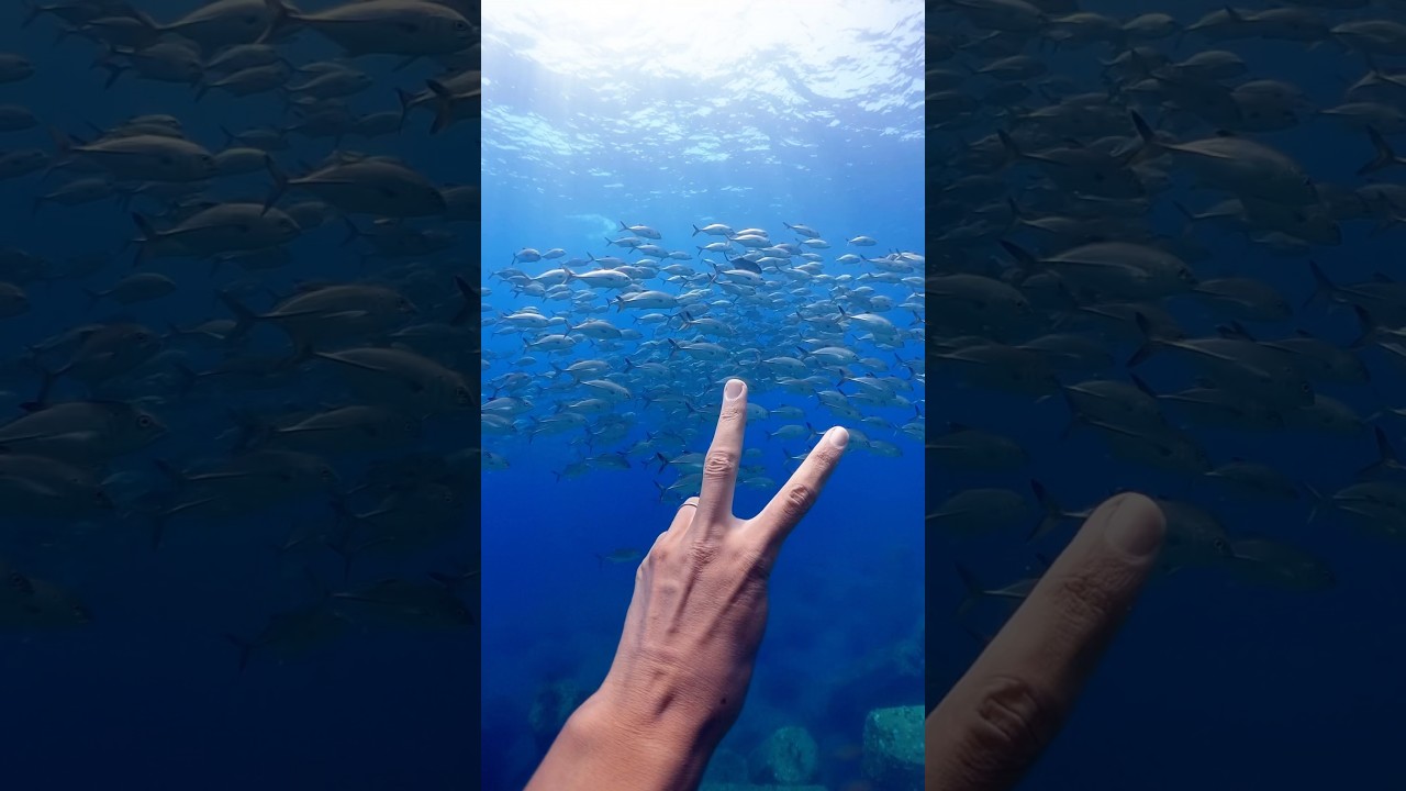 #freediving #okinawatrip #スキンダイビング #沖縄観光 #ギンガメアジ