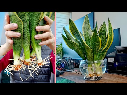 How to grow aquatic tiger tongue plant, effective in removing toxins in the air