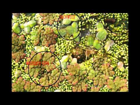АЗОЛЛА (AZOLLA) Папоротник сем.Азолловые (Сальвиниевые)