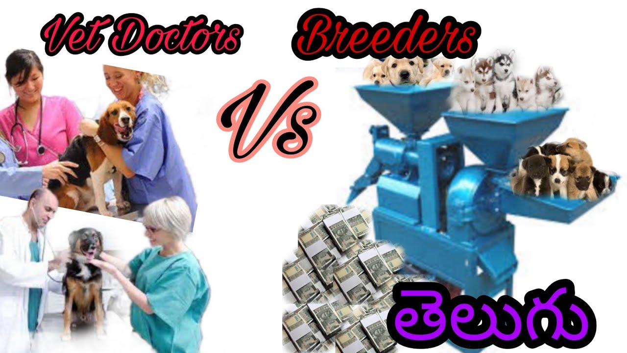 Vet doctors vs breeders dog industry Telugu YouTube
