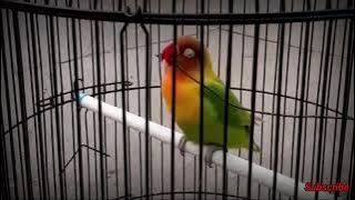 NGALUN.. Masteran Lovebird Jantan Konslet Suara Minor Durasi Panjang