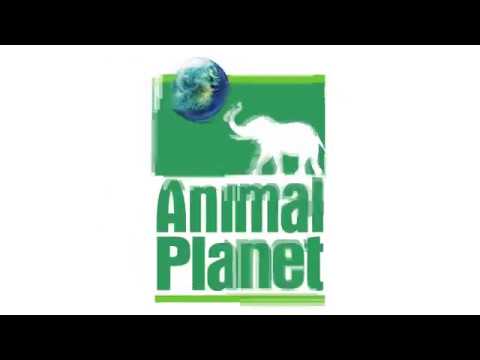 Animal Planet - YouTube
