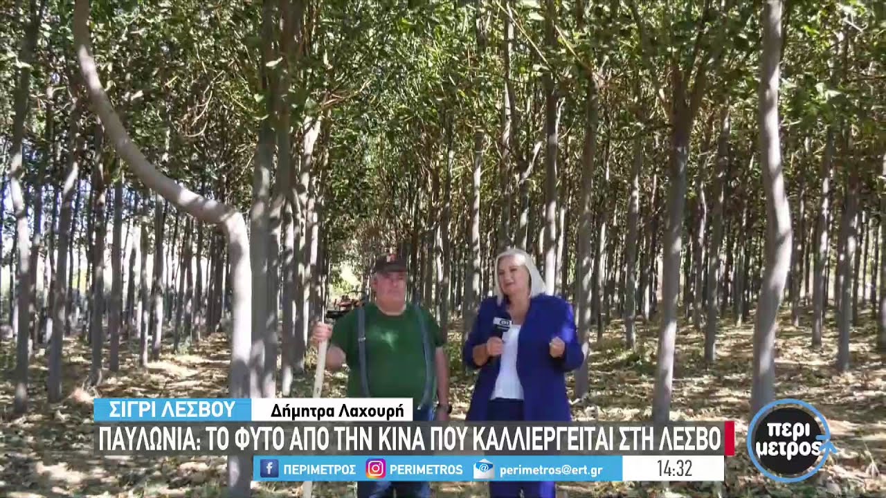 Παυλώνια: Το φυτό από την Κίνα που καλλιεργείται στη Λέσβο | 11/10/2022 | ΕΡΤ
