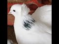 Кормлю голубей салатом, говорю о ленинаканских голубях! Какие они, армянские голуби ?#pigeons#