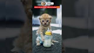 Where Are You Mom? Help Me Mother