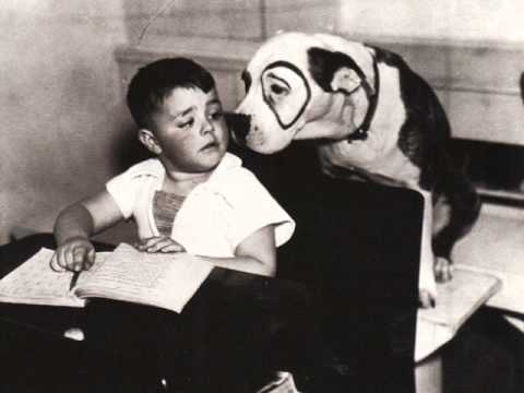 what kind of dog was petey from the original little rascals