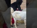 Baby goats playing together are so cute#40