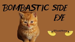 Bombastic Side Eye Viral Cat Videos 😼 | @Talkingmeoww