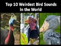 Top 10 Weirdest Bird Sounds That Don’t Sound Real