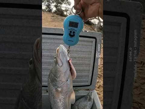 أكبر قاروص مع أبو خالد