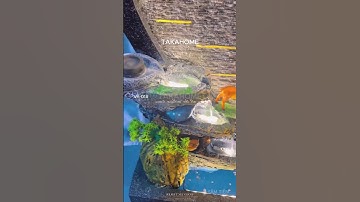 TIỂU CẢNH THÁC NƯỚC PHONG THỦY: MANG LẠI THỊNH VƯỢNG KHÍ VÀ TÀI LỘC CHO GIA ĐÌNH! #takahome