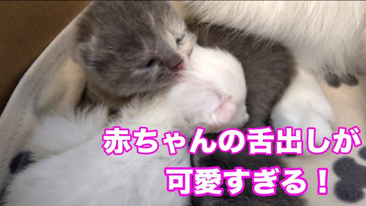 猫の赤ちゃんの目がちょっと開いた あくびと舌が悶絶級に可愛い 1 Youtube