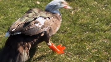 3-D Printer Gives Duck a Second ‘Walk of Life’