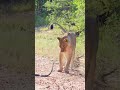 Funny lion#funny #lion #tiktok