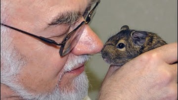 Concepts and Problems in the Visual Arts, Lecture C27: Absorption and empathy