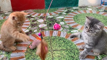 Rửa Mặt Như Mèo, Nhạc Thiếu Nhi Remix Sôi Động