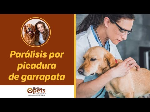 Video: Parálisis Por Garrapatas En Perros