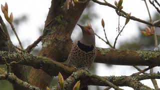 Northern Flicker (March 27th, 2022)