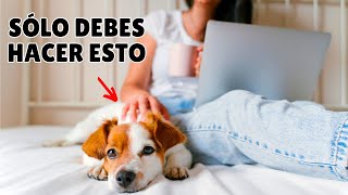 Resuelve el misterio ➡️ ¿Cómo eligen los perros a su PERSONA FAVORITA? by Zona Perros 16,536 views 6 months ago 10 minutes, 10 seconds