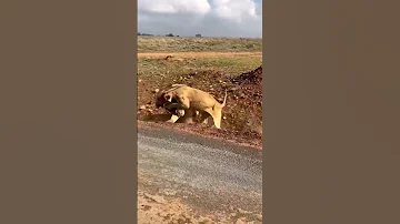 عند تزاوج الأسد من لبؤة جديدة يقوم بمحاولة التخلص من اشبالها الذين ليسوا منه لذلك تدافع عنهم اللبوة 