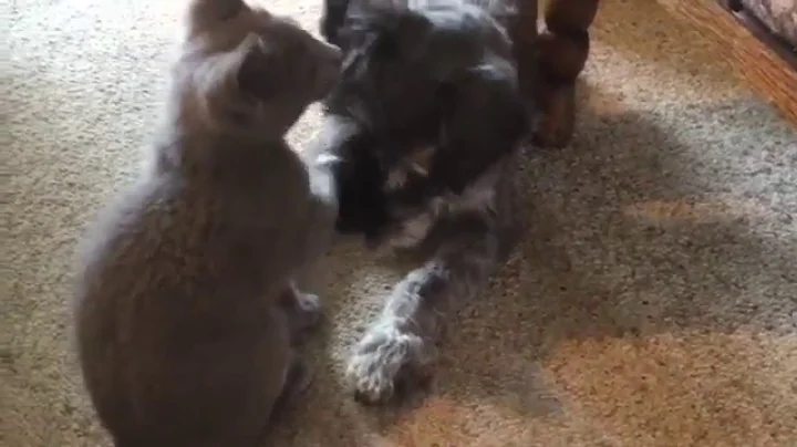 Video 11806901: russian blue kitten, kitten cleaning