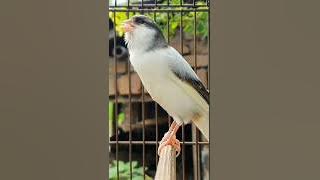 singing canary birds | bird sound #birds #animals #canary #funnyanimals