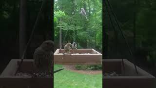 Chickadees, Titmice & Finches Take Turns at the Feeder