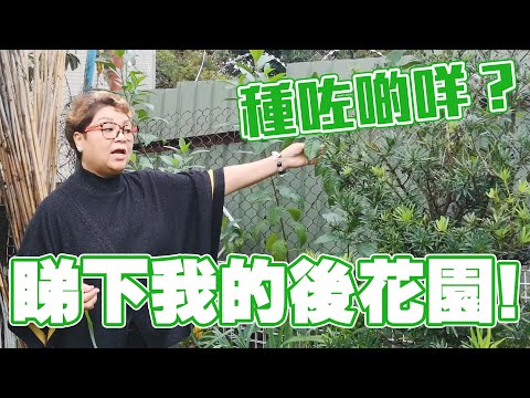 肥媽花園 | 帶大家睇下我的後花園！睇下我花園種咗啲咩？