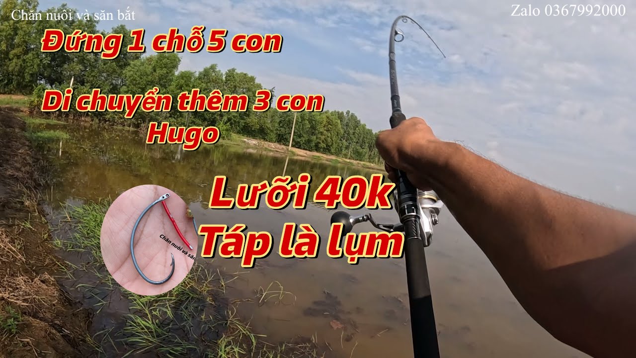 Câu lure cá lóc mùa nước nổi 2025 tập 8: đứng 1 chỗ  cá  tự tìm đến, nước rút phân bờ, cá to và mập