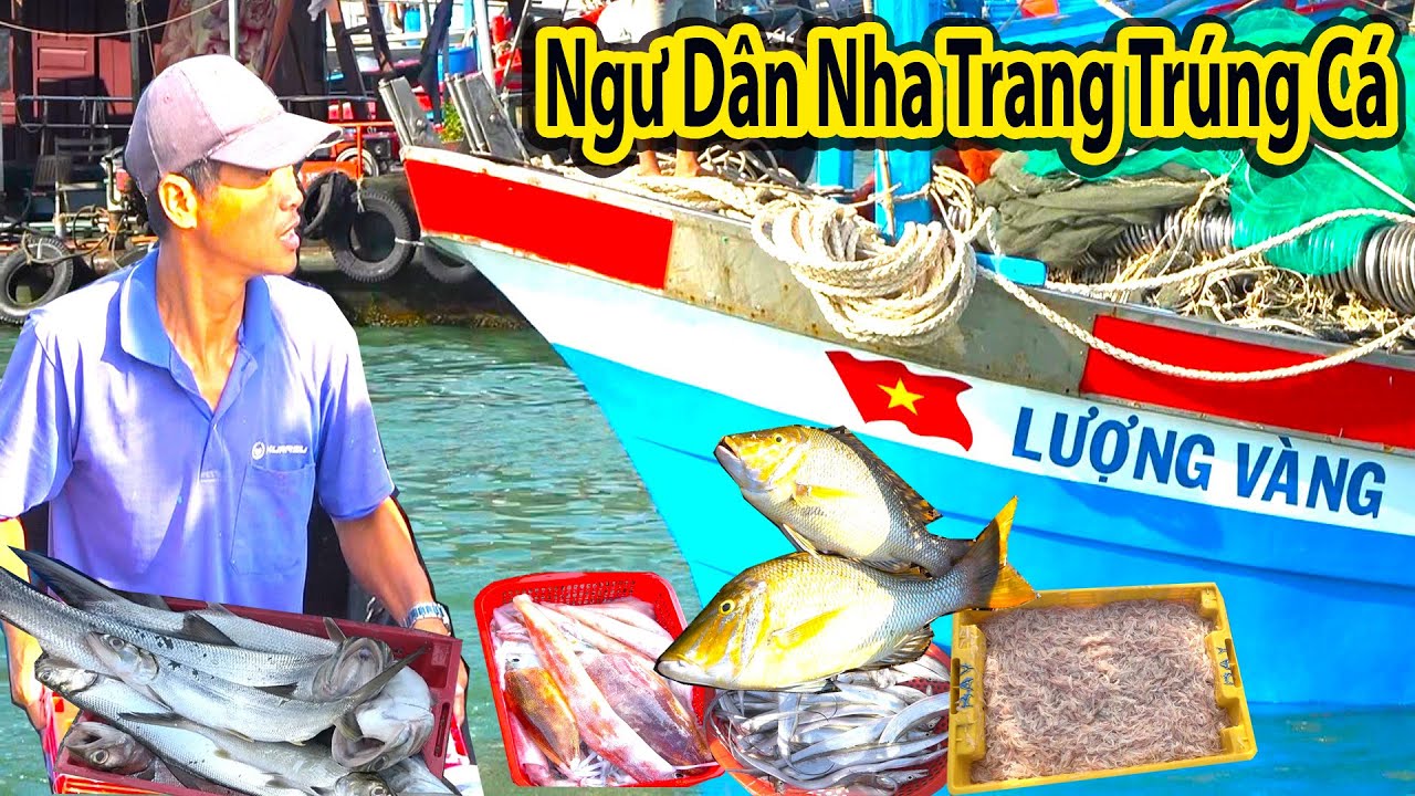 Cận Cảnh Ngư Dân Mua Bán Hải Sản Ở Cảng Vĩnh Trường - Nha Trang ||  Phải Tranh Nhau Mới Có Hàng Bán