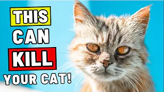 This Can Kill Your Indoor Cat - Expert Warning