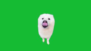Cute Dog Laugh Green Screen 2