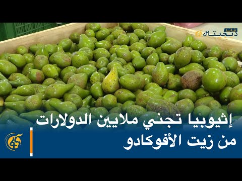إثيوبيا تجني ملايين الدولارات من زيت الأفوكادو