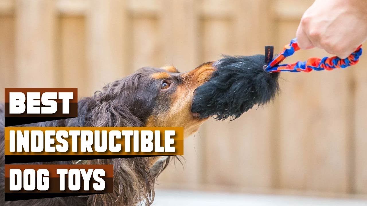 16 Best Indestructible Dog Toys of 2024, Tested & Reviewed