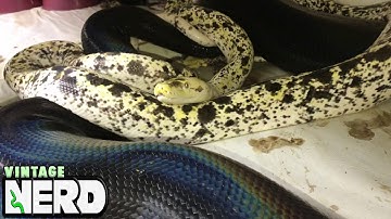 Cow Retic breeding a big black female Golden Child Reticulated Python