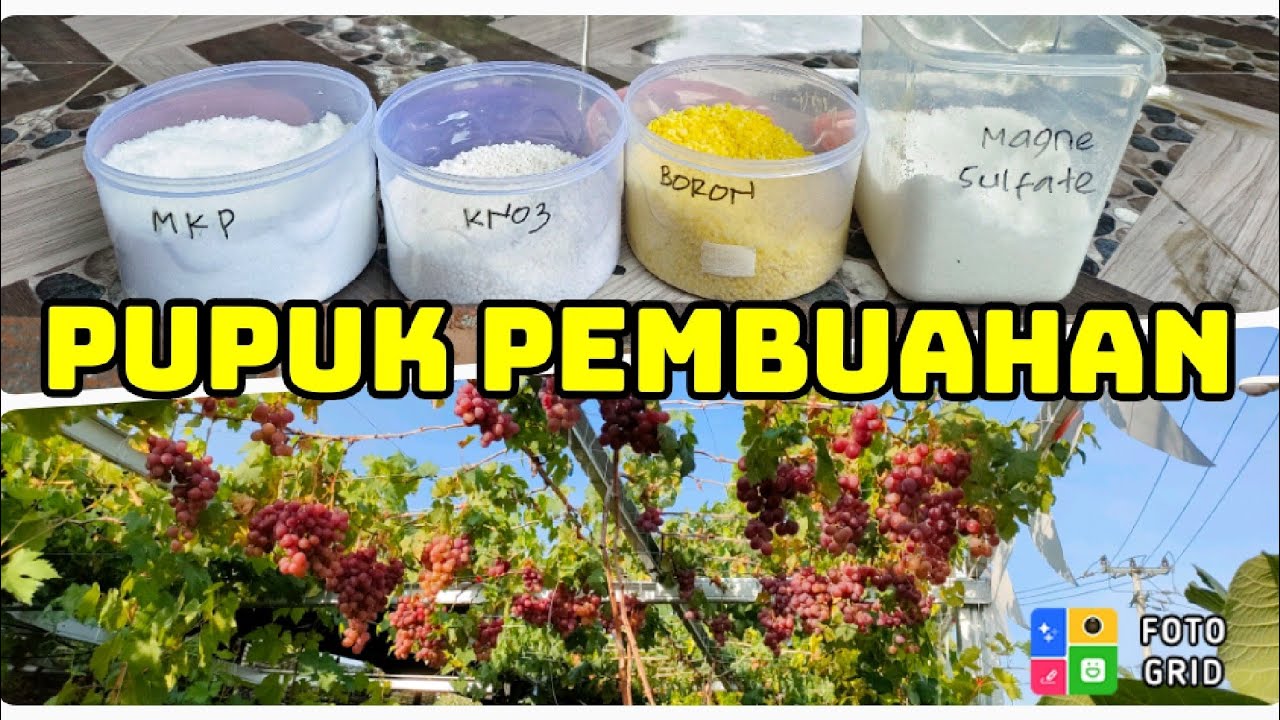 Tabulampot Anggur Part 4 (Tahap Pemupukan Pembuahan Anggur Sebelum Pangkas)