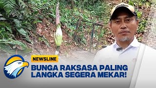Download Lagu Setelah 13 Tahun Menanti Bunga Bangkai Raksasa di Kebun Raya Bogor Segera Mekar - [Newsline] MP3