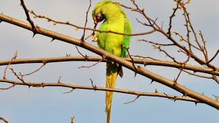 Wild Indian ringneck parrot sounds in the nature,  parrots sounds, ringneck parakeet sounds