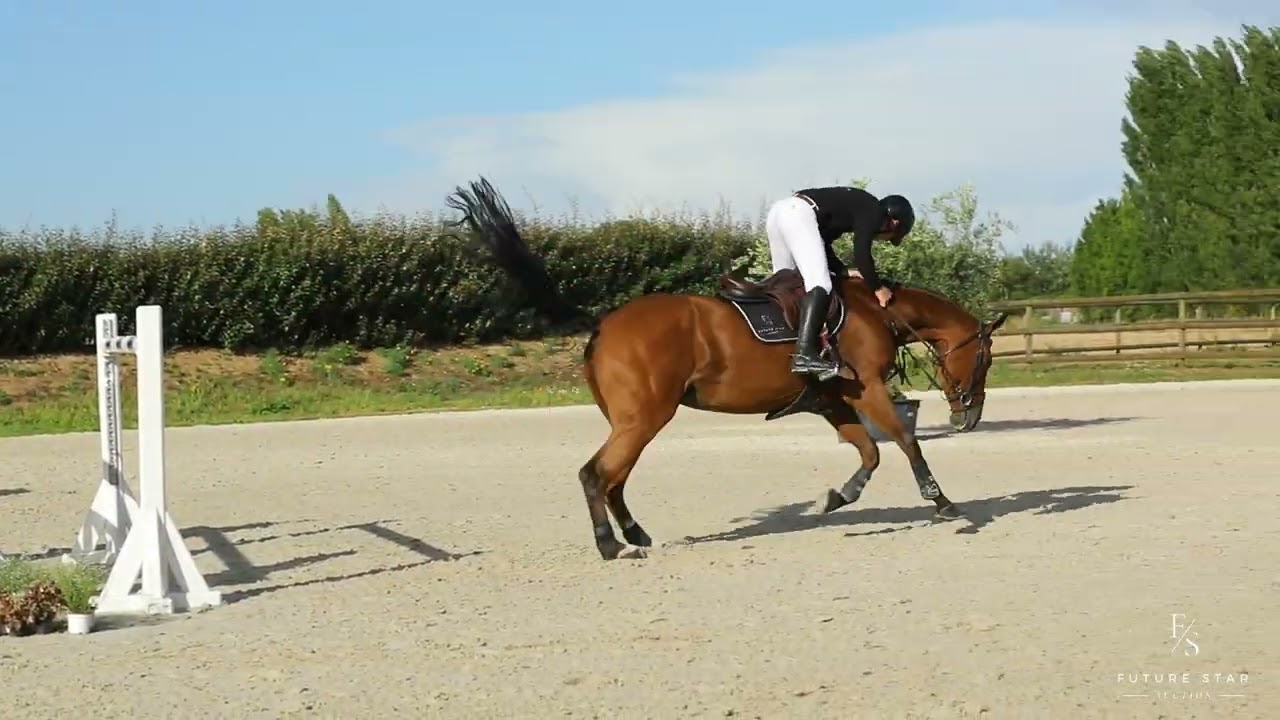 JARESAH - 2014 - Mare - Zirocco Blue VDL X Namelus R