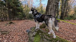 Mit Hund im Elbe Weser Dreieck unterwegs