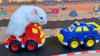 😱 Hamster Escape Maze - Hamster Cute pets Maze #hamsterescape #mazediytraps #hamsterescape #233