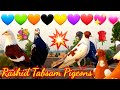 Rashid tabsam pigeons  badshahishoqkabootarbazi