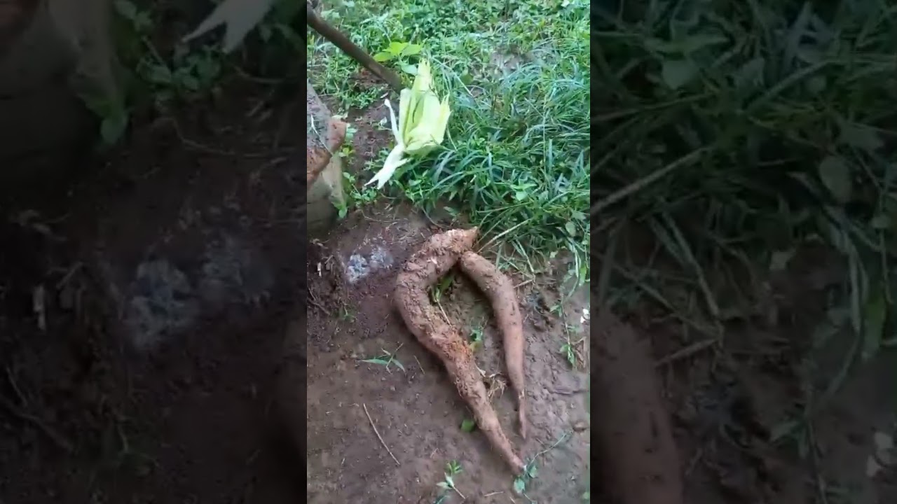 104 - Alhamdulillah setelah 3 Minggu, ke kebun lagi disambut oleh bunga 