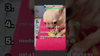 Ranking Funniest Chihuahua Videos Pt. 3 😂🐶 #ranking #funny #dogs #pets #funnyanimals #chihuahua