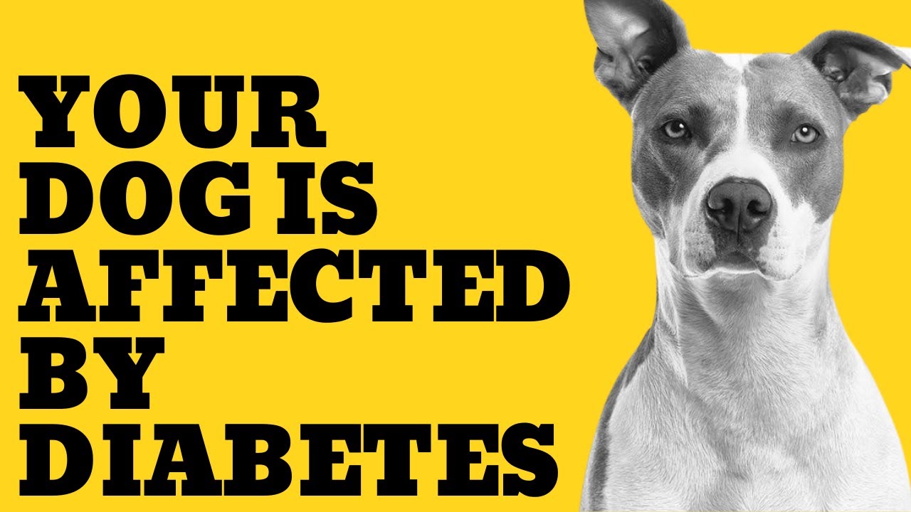 how to protect your dog from Diabetes
