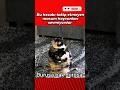 Yemek yerken şaka yapan tatlı kedi 🐱 (Sonu efsane)